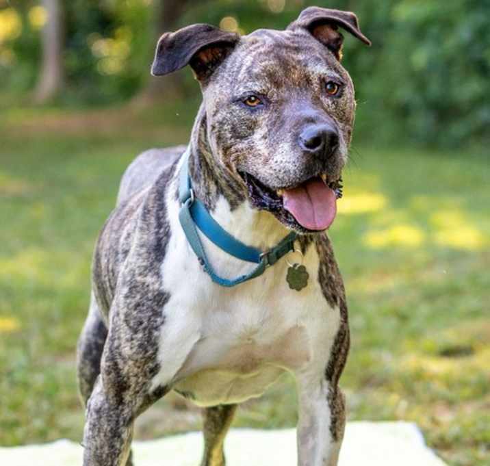 Photo of Hector *FOSTER NEEDED TOO!