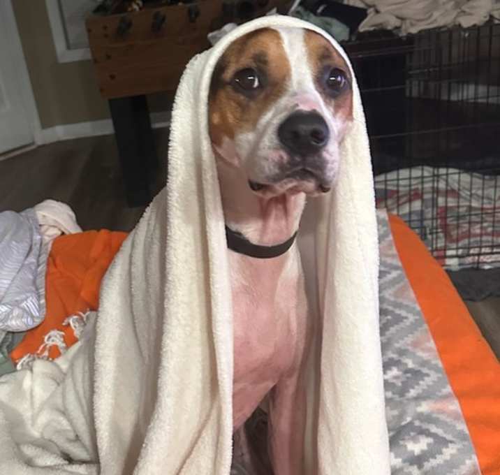 Photo of Benny *FOSTER NEEDED TOO!