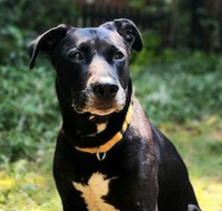 Photo of Sadie
