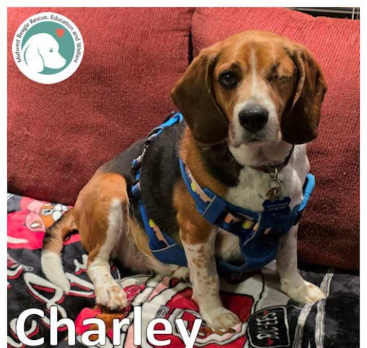 Photo of Charley