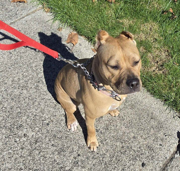 Photo of Nala