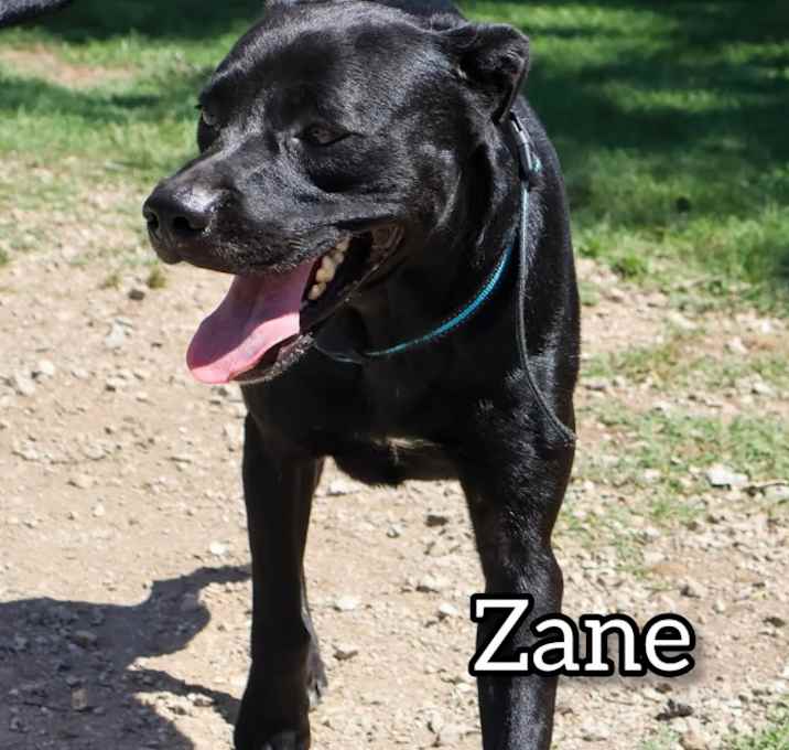 Photo of Zane