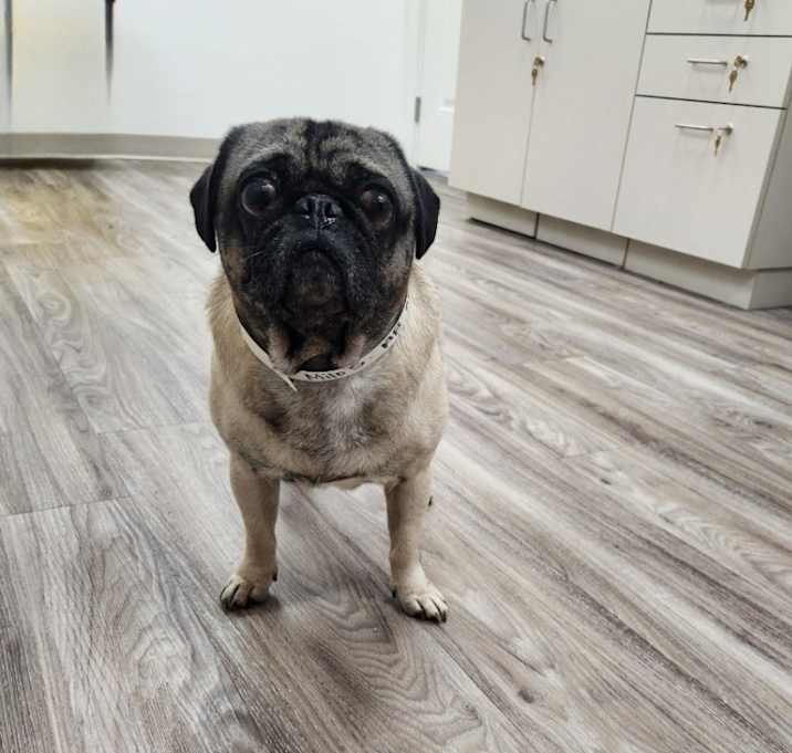 Photo of Milo