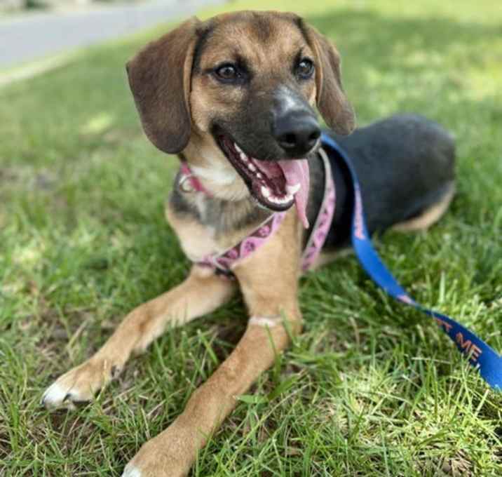 Photo of Bonnie *Adopt or Foster*
