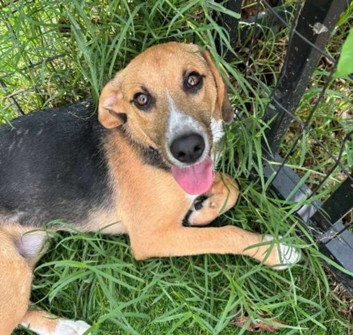 Photo of Clyde *Adopt or Foster*