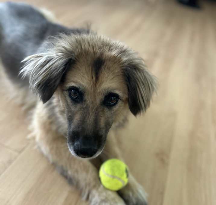 Photo of Ruby
