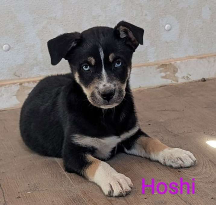 Photo of Hoshi