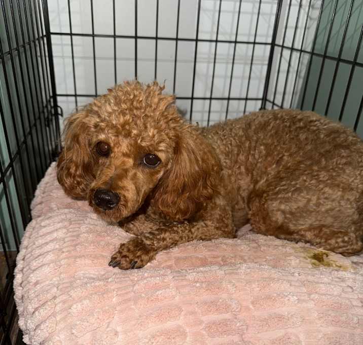 Photo of Ellie (Full Breed AKC Certified)