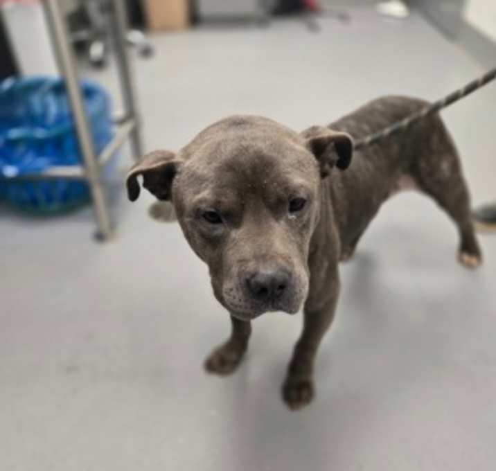 Photo of Bronco