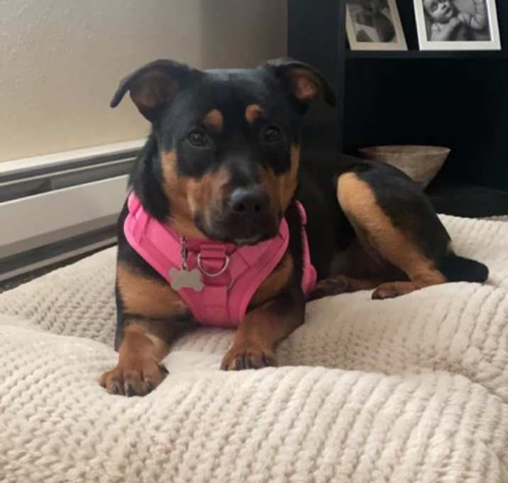 Photo of Mica