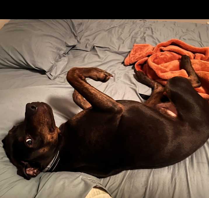 Photo of Apollo