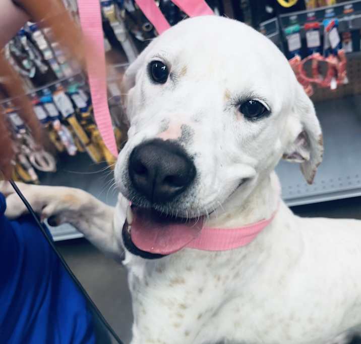 Photo of Daisy