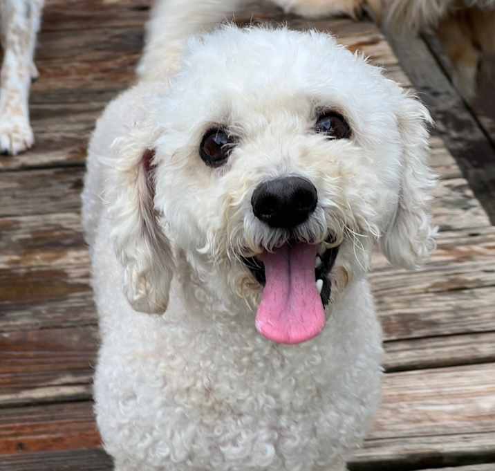 Photo of Mr. Buddy 