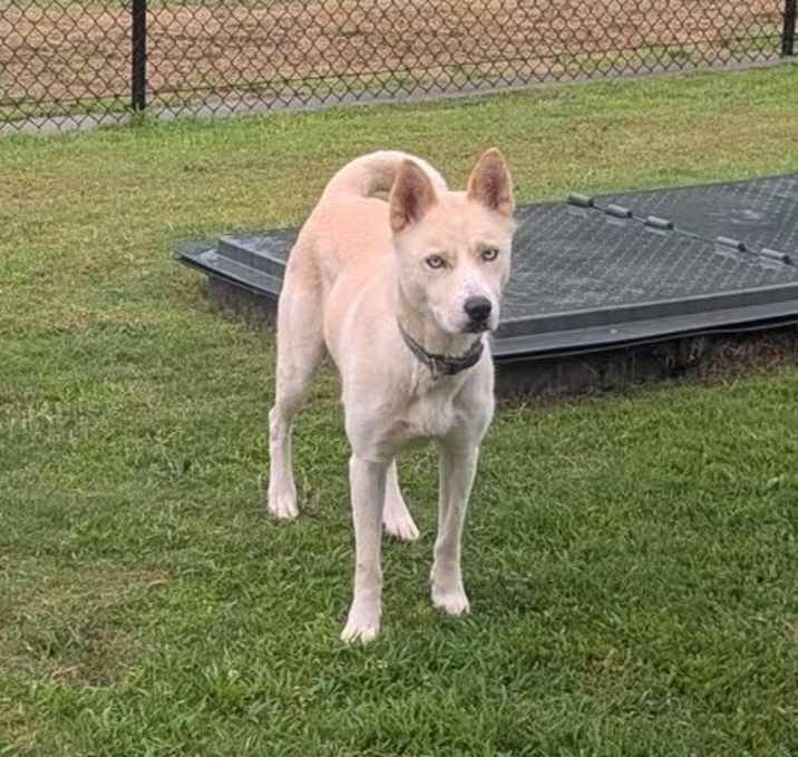 Photo of HOPE ★ Available NOW - ADOPTION or RESCUE!