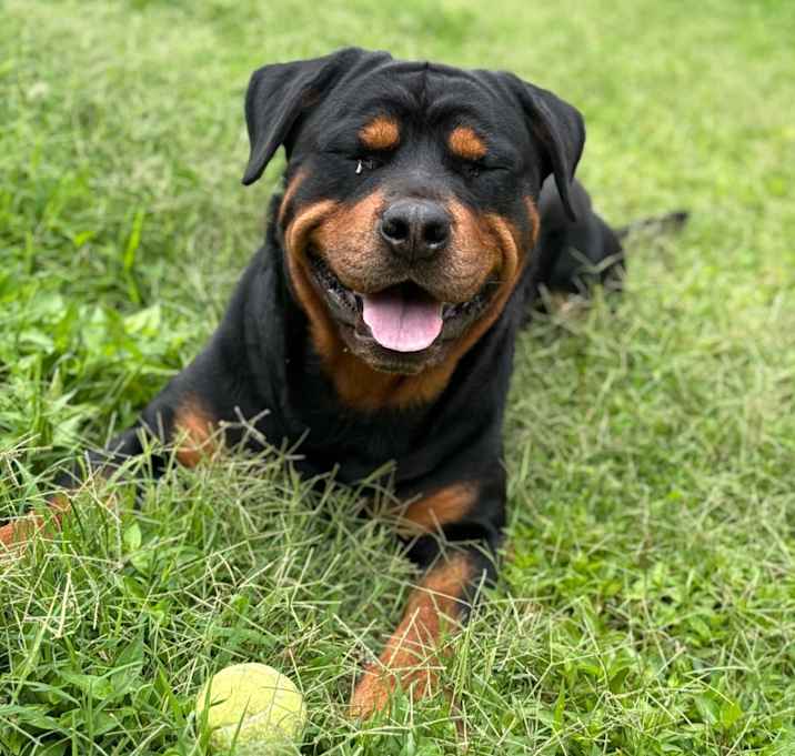 Photo of Ace