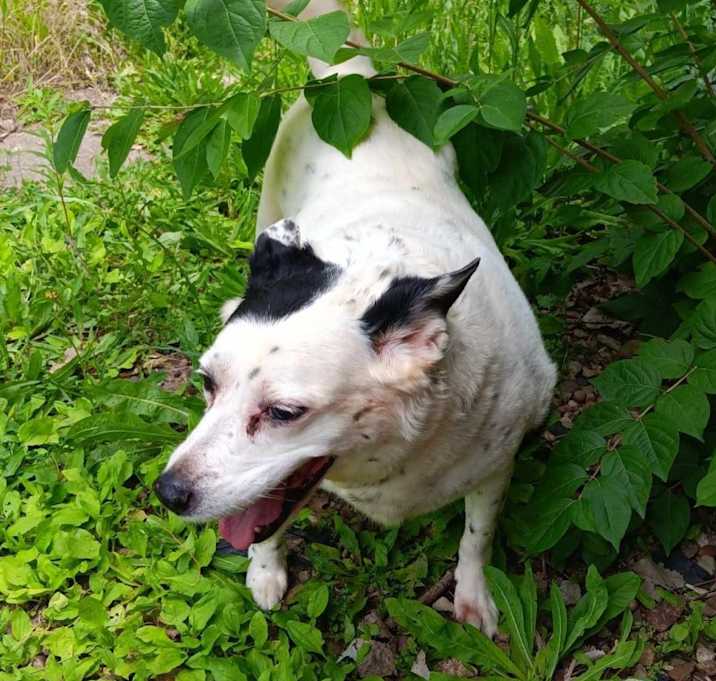 Photo of Snowball