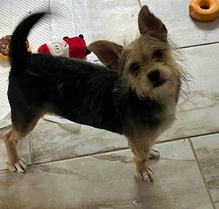 Photo of Ollie