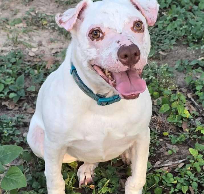 Photo of Smarty Marty SPC