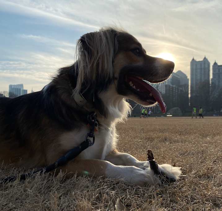 Photo of Birdie