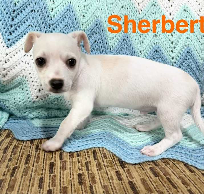 Photo of Sherbet
