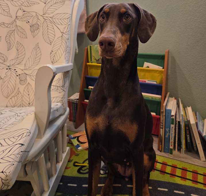 Photo of Finch