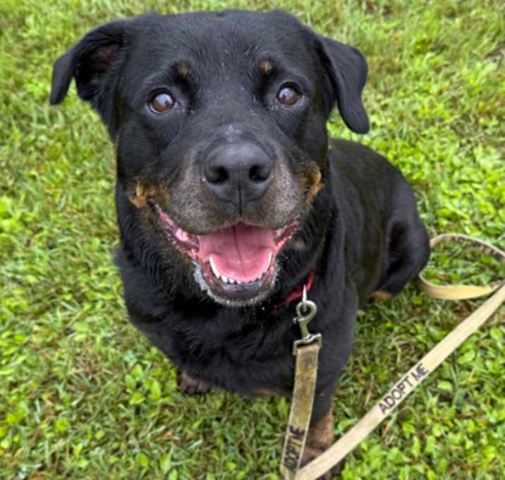 Photo of Laila
