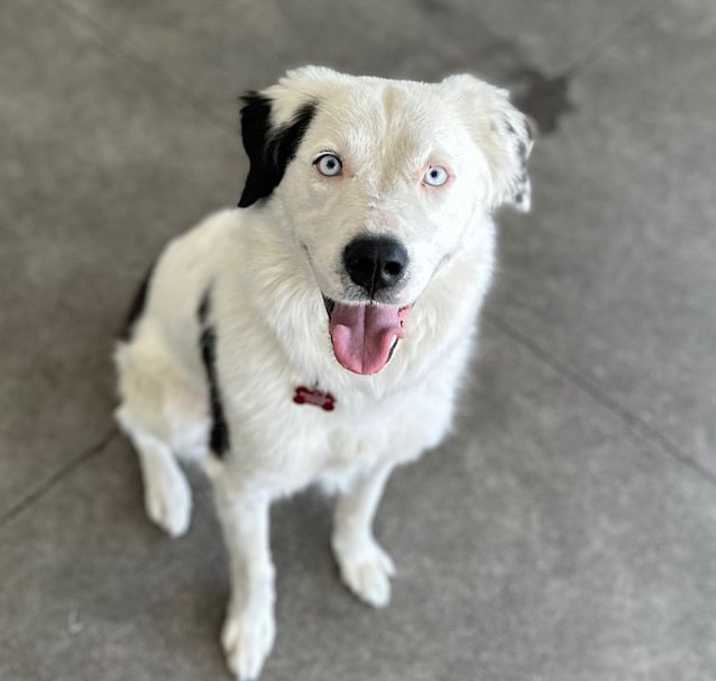Photo of Luna