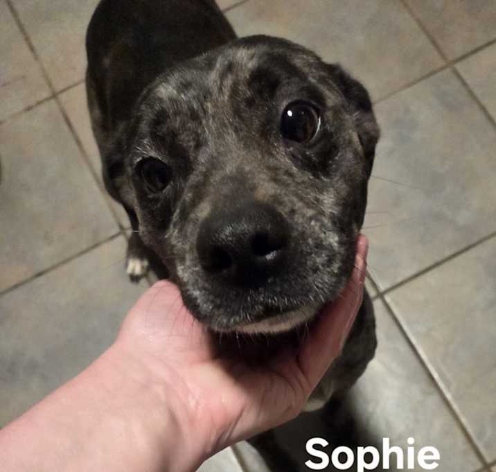 Photo of Sophie
