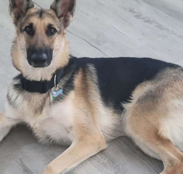 Photo of Sheba