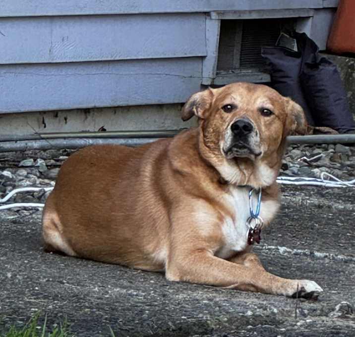 Photo of Dozer