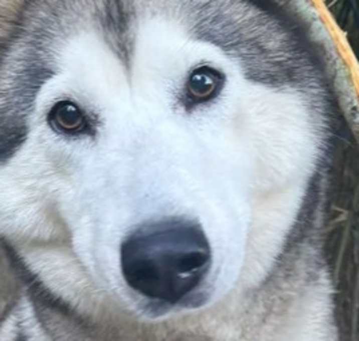 Photo of Xena