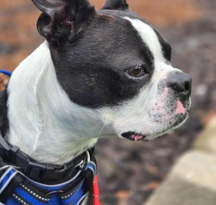 Photo of Little Rocky-4713 Jonesborough, TN