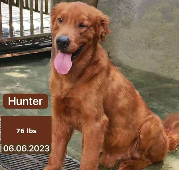 Photo of Hunter