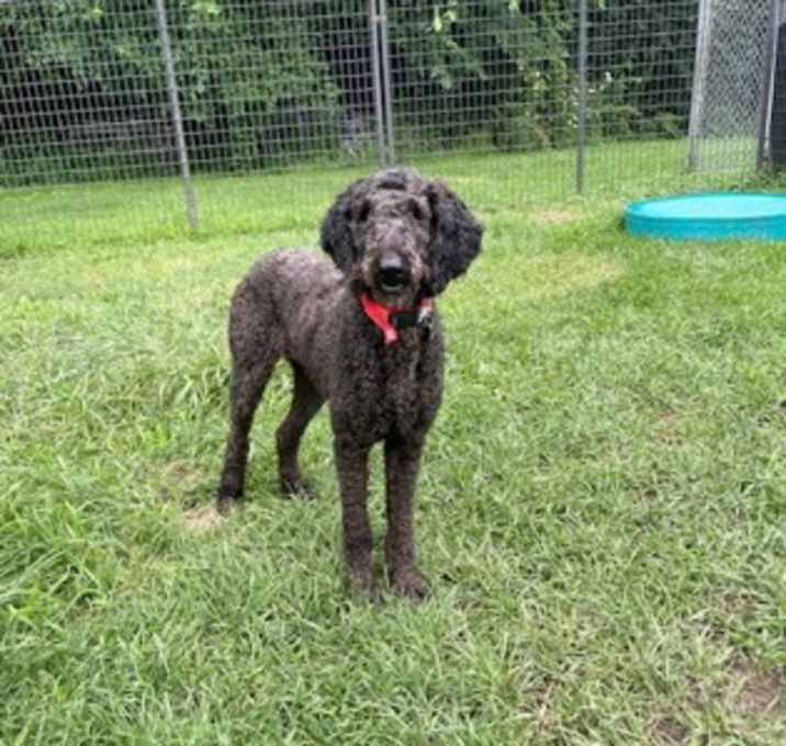 Photo of Ebony