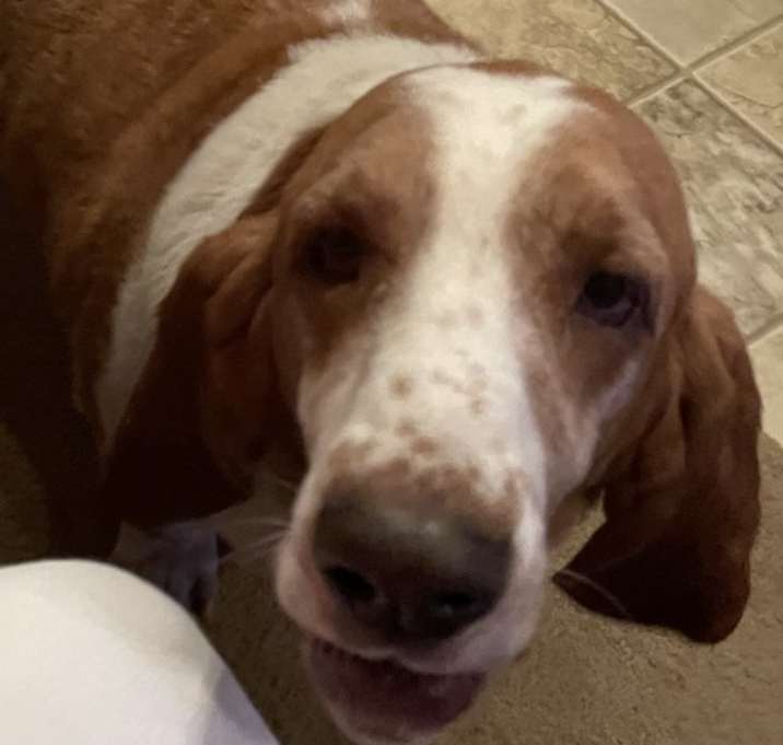 Photo of Banjo