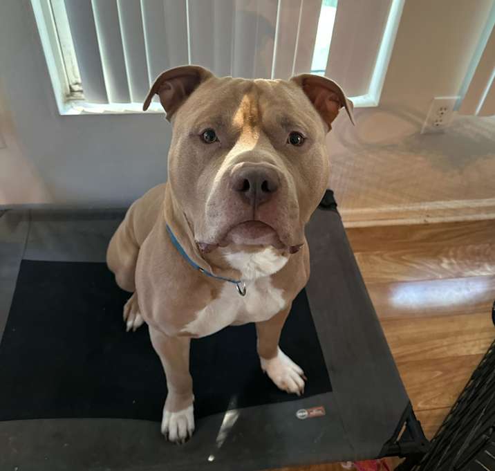 Photo of Milo