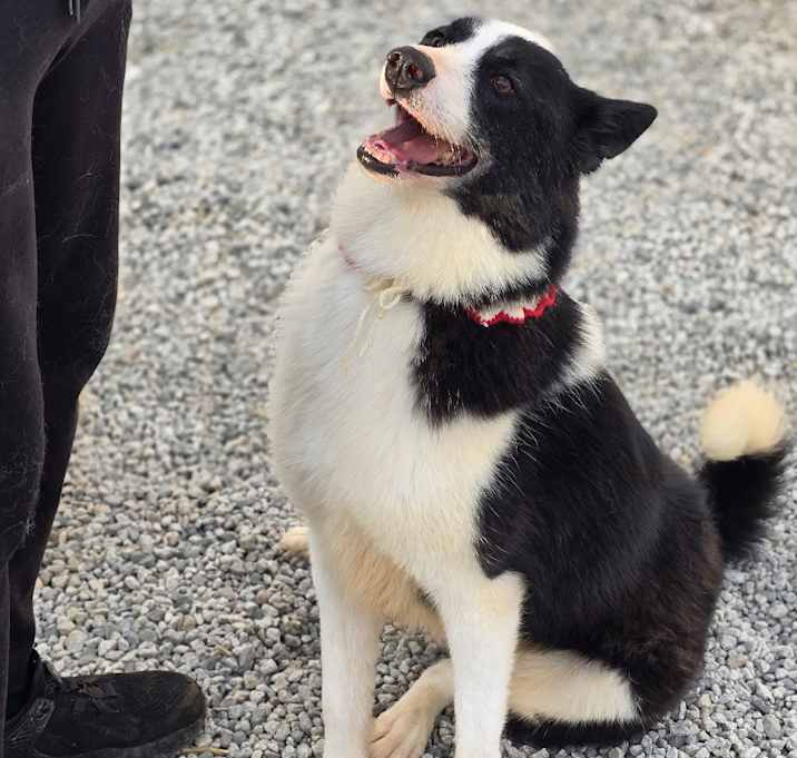 Photo of Oreo