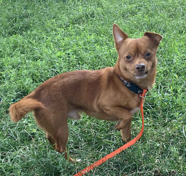 Photo of Rusty