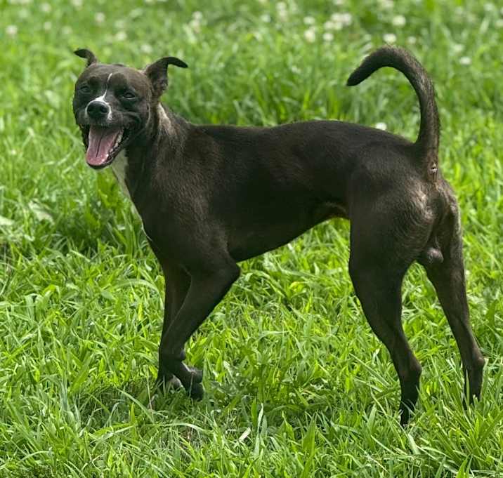 Photo of Archie
