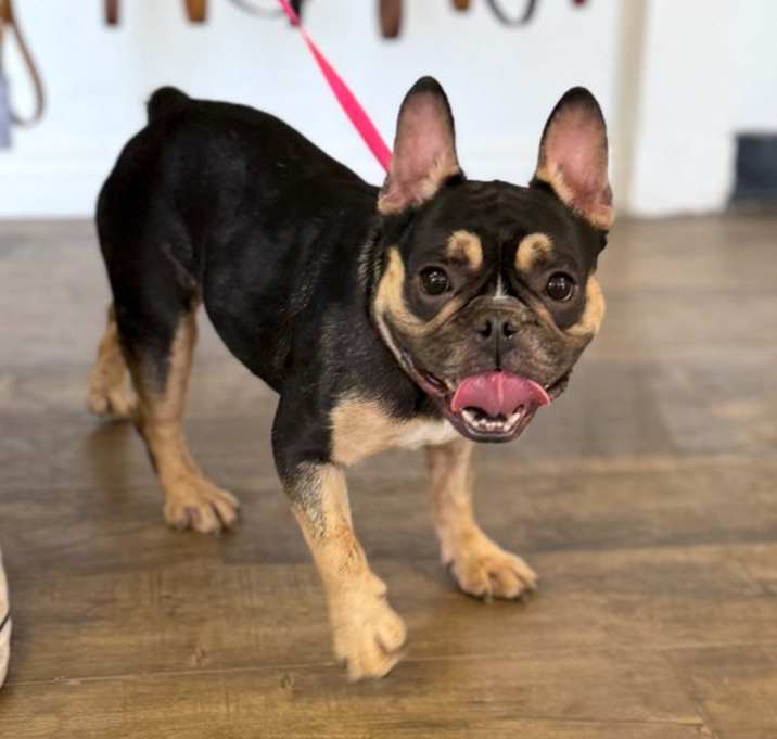 Photo of Luna