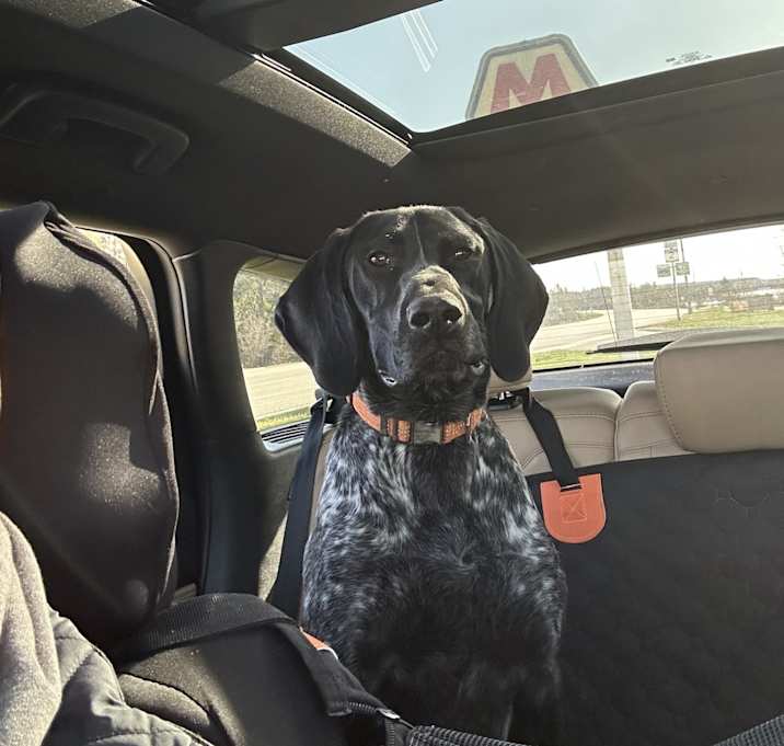 Photo of Bo jangles