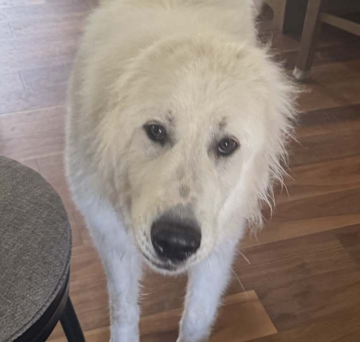 Photo of Cola