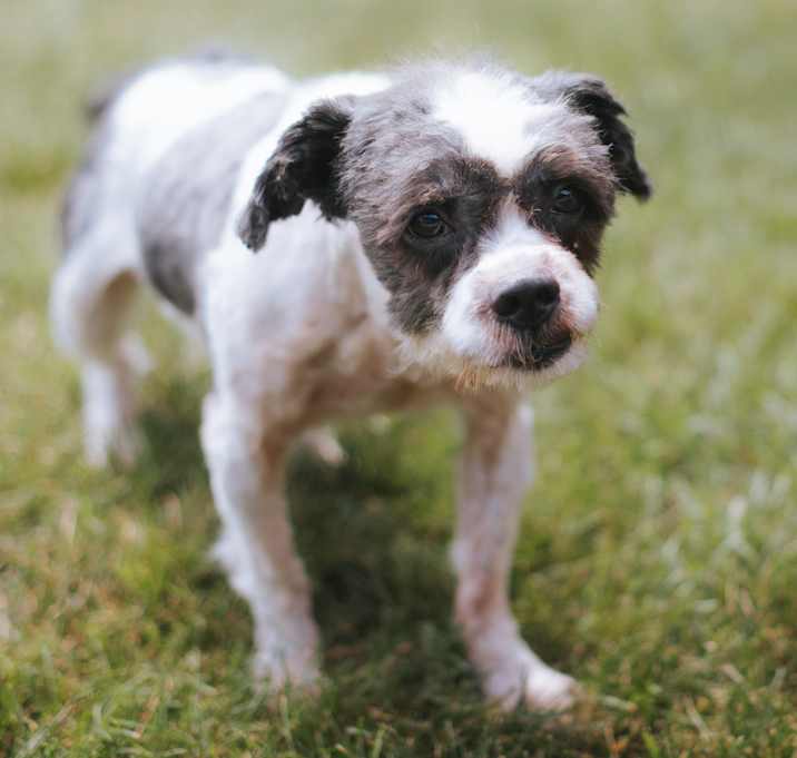 Photo of Duster