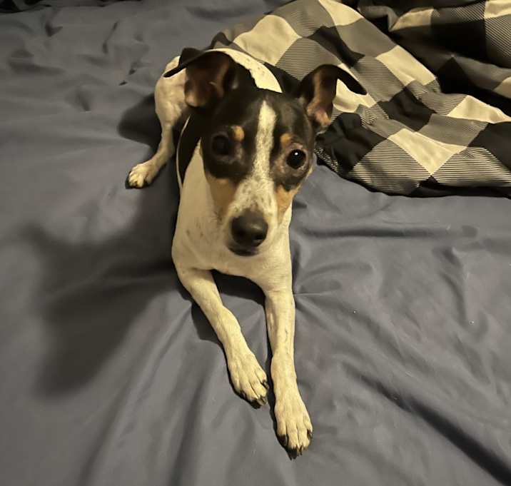 Photo of Gizmo