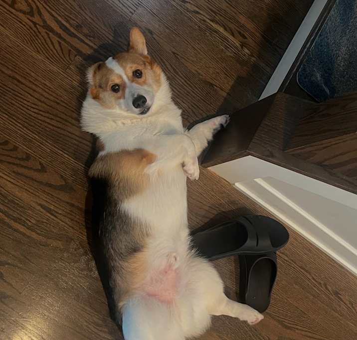 Photo of Chilli