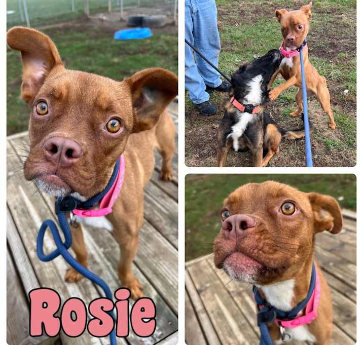 Photo of Rosie