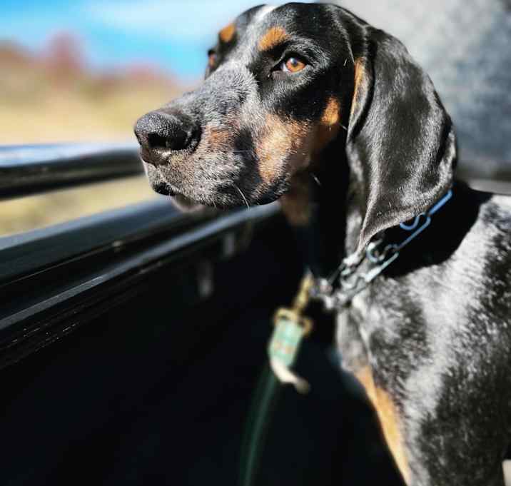 Photo of Copper