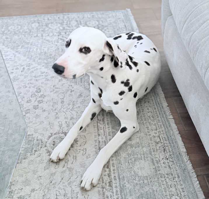 Photo of Oliver