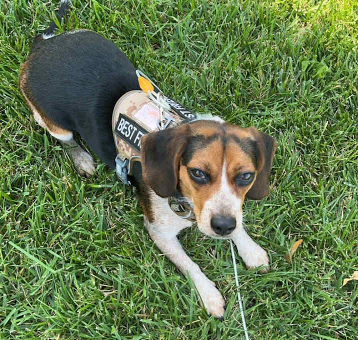 Photo of Sage
