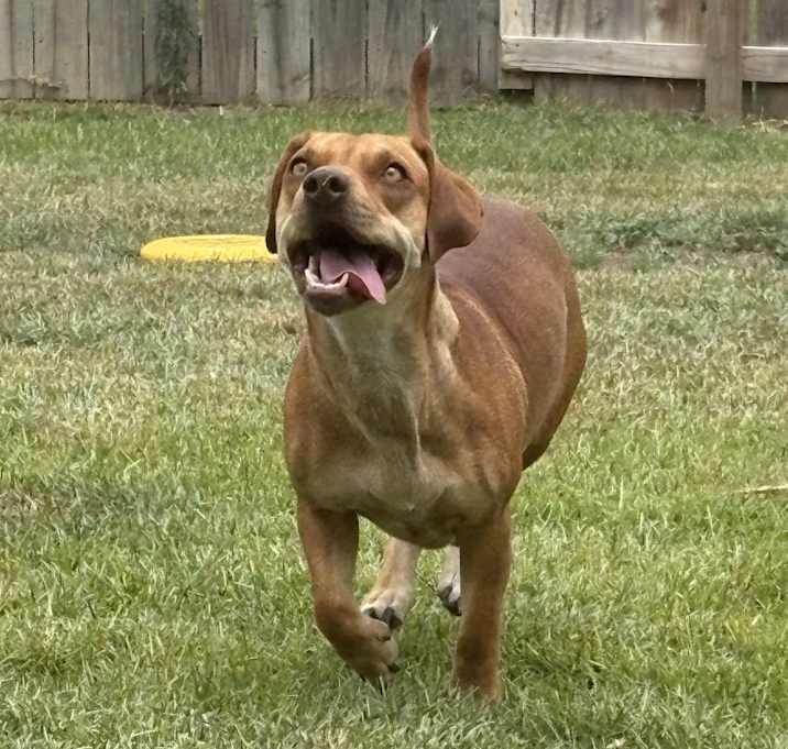 Photo of Bella